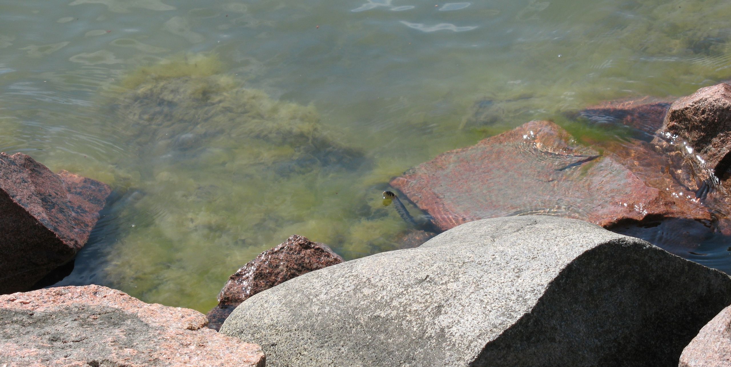 Stones along the seashore.
