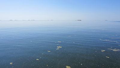 cyanobacteria seen on the Baltic Sea.